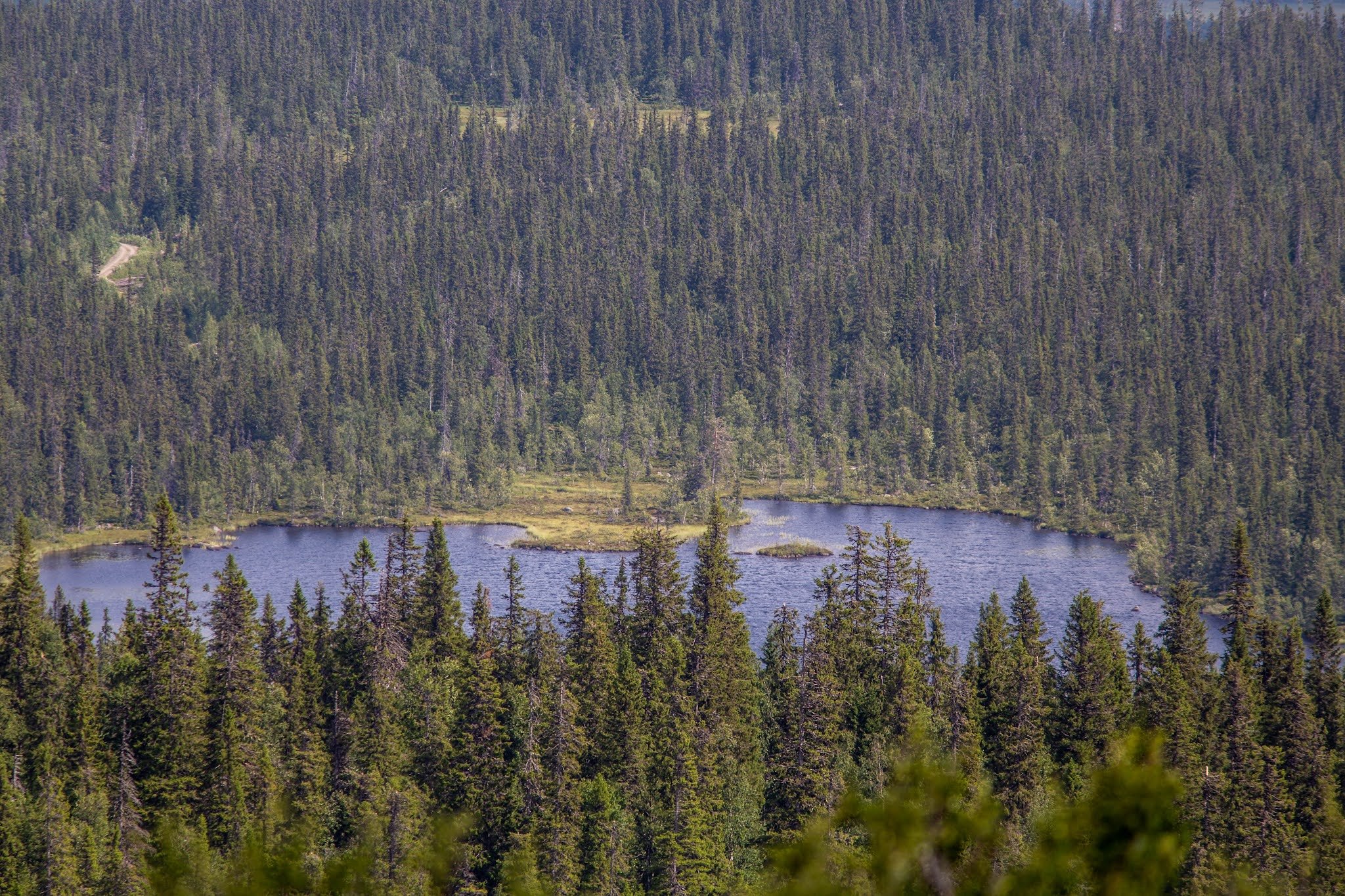 Midsommarfjället (Midsommarfjället Nature Reserve)